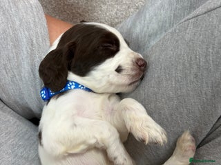 Sprocker dogs - Advert 15