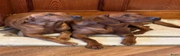 Labrador Retriever dogs for sale: Beautiful dark fox red labrador puppies for sale - Advert 7