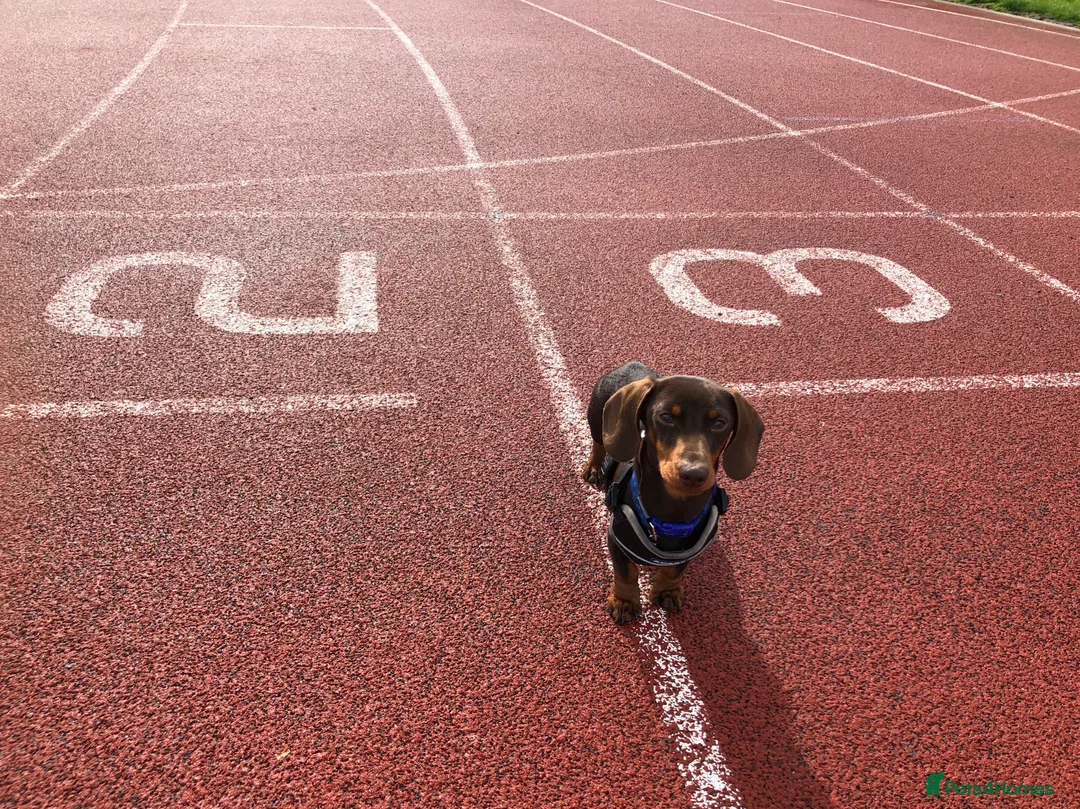 Dachshund dogs for stud: 4kg KC tiny expert Stud Oldham 100% successrecord  in Rochdale - Advert 3