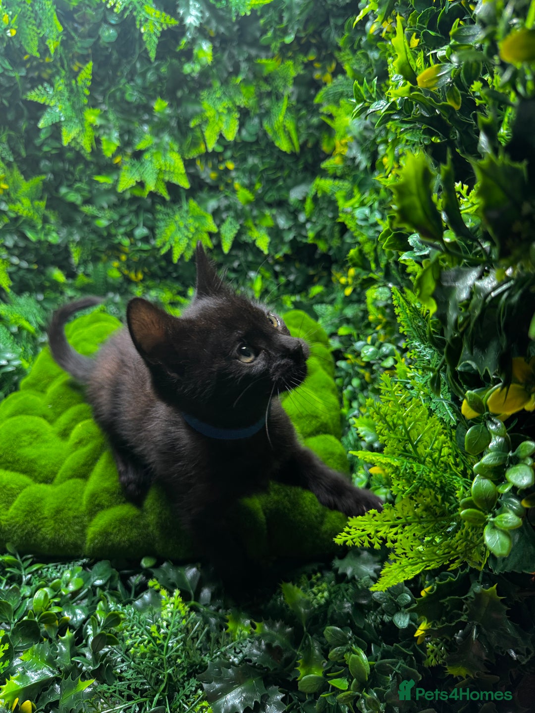 Egyptian Mau cats for sale: Smoke Egyptian MAU x Bengal spotted&marble kittens - Image 15