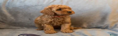 Red Collar Girl