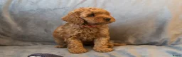 Cavapoo dogs for sale: Cavapoos Extensive DNA & Heart tested - Advert 32