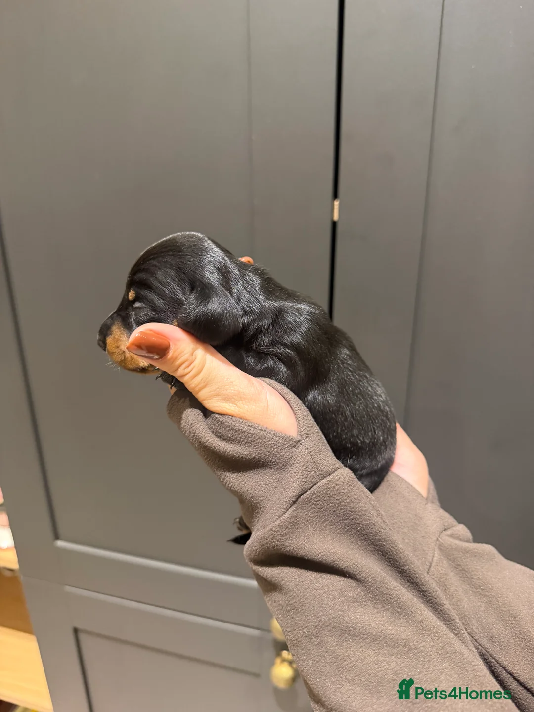 Miniature Dachshund dogs for sale: 5 beautiful Miniature Dachshunds  in Wymondham - Advert 13