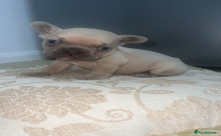 French Bulldog dogs Stunning blue fawn male available  - Advert 4