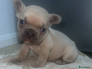 French Bulldog dogs Stunning blue fawn male available - Advert 16
