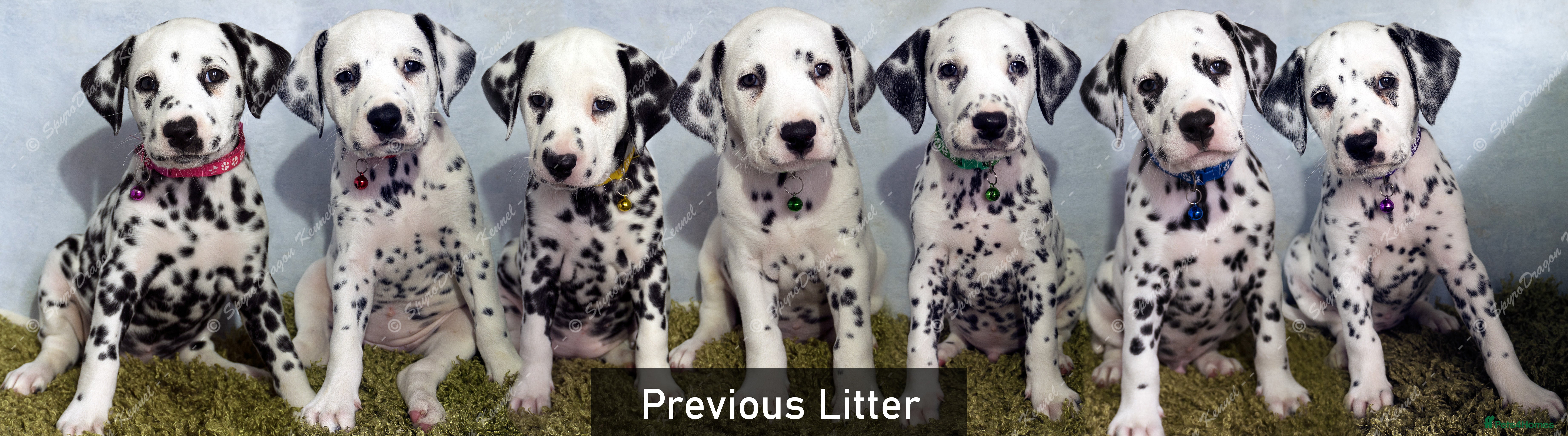 Dalmatian dogs KC Show Quality Rare LUA Dalmatian Puppies - Advert 2