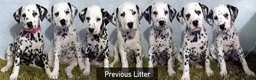Dalmatian dogs for sale: KC Show Quality Rare LUA Dalmatian Puppies - Advert 10