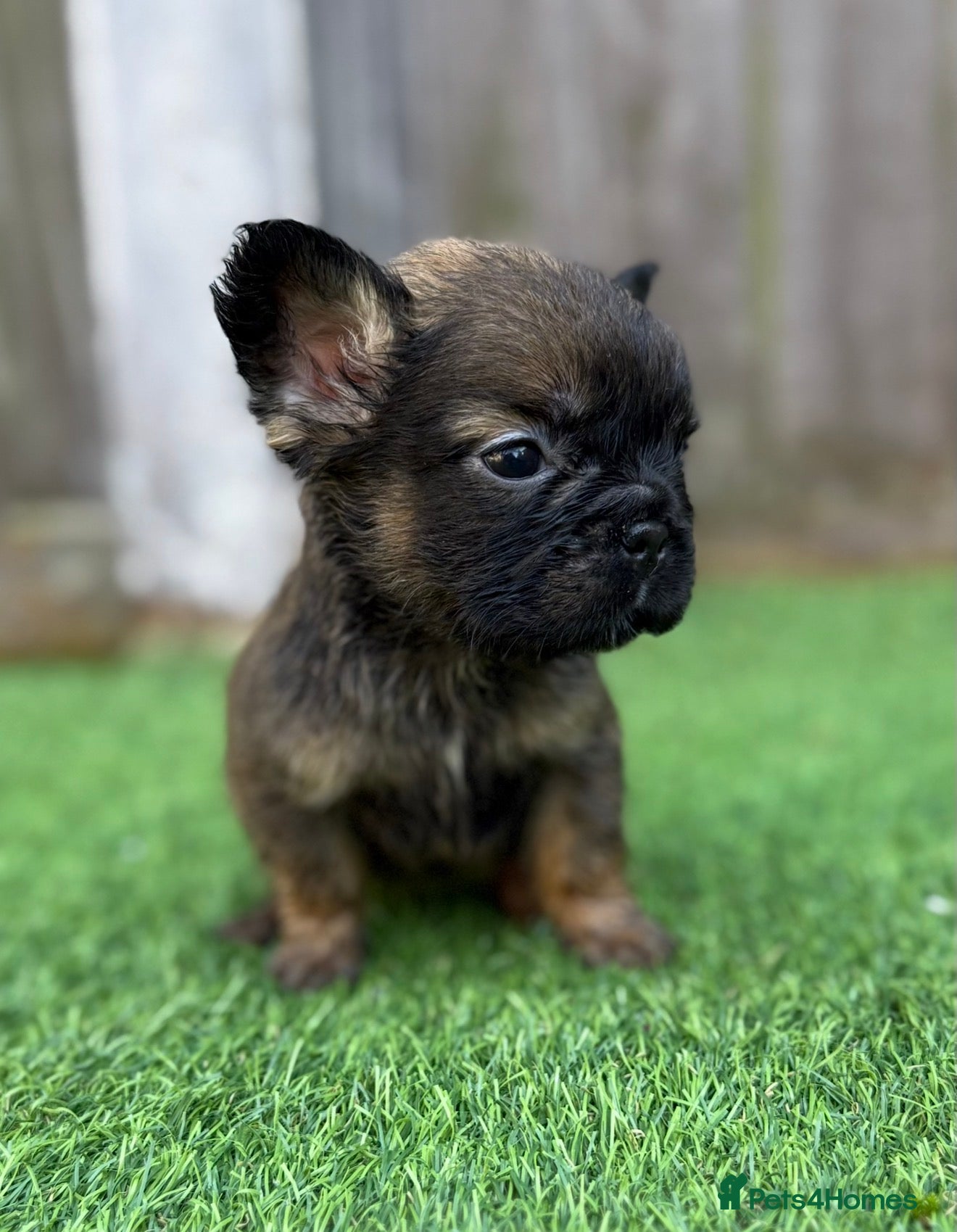 French Bulldog dogs 🦁 Full Fluffy Frenchies Ready To Leave 🦁 - Advert 13