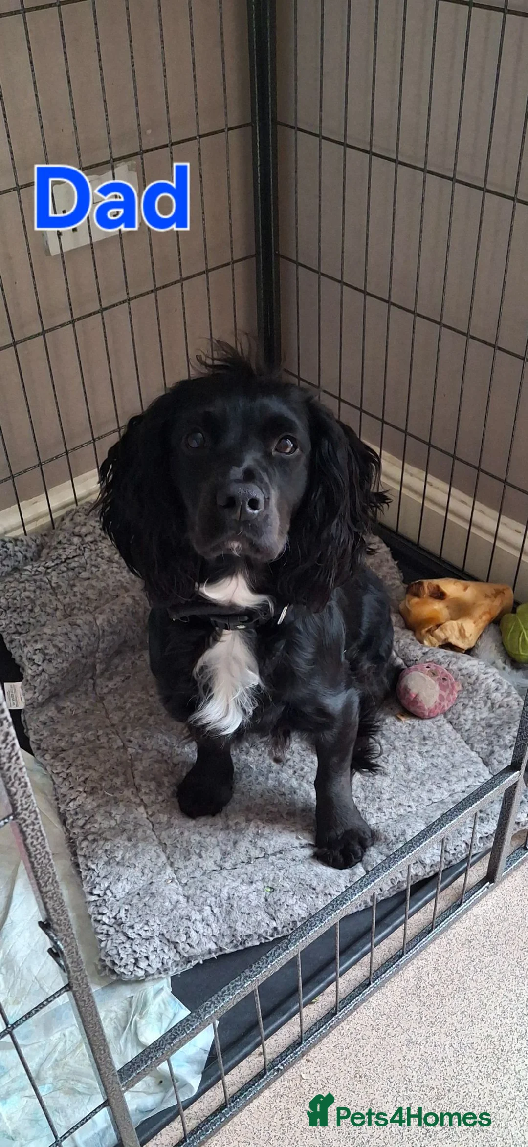 Cocker Spaniel dogs for sale: Cocker spaniels ready to reserve - Advert 14