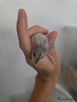 Mouse rodents - Advert 1