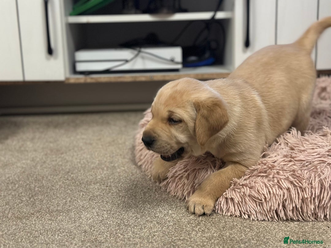 Golden Retriever dogs for sale: Friendly happy healthy, stunning puppies  - Advert 15