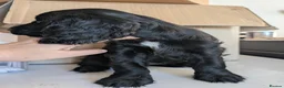 Cocker Spaniel dogs for sale: Last female show cocker spaniel black w/ white - Advert 2