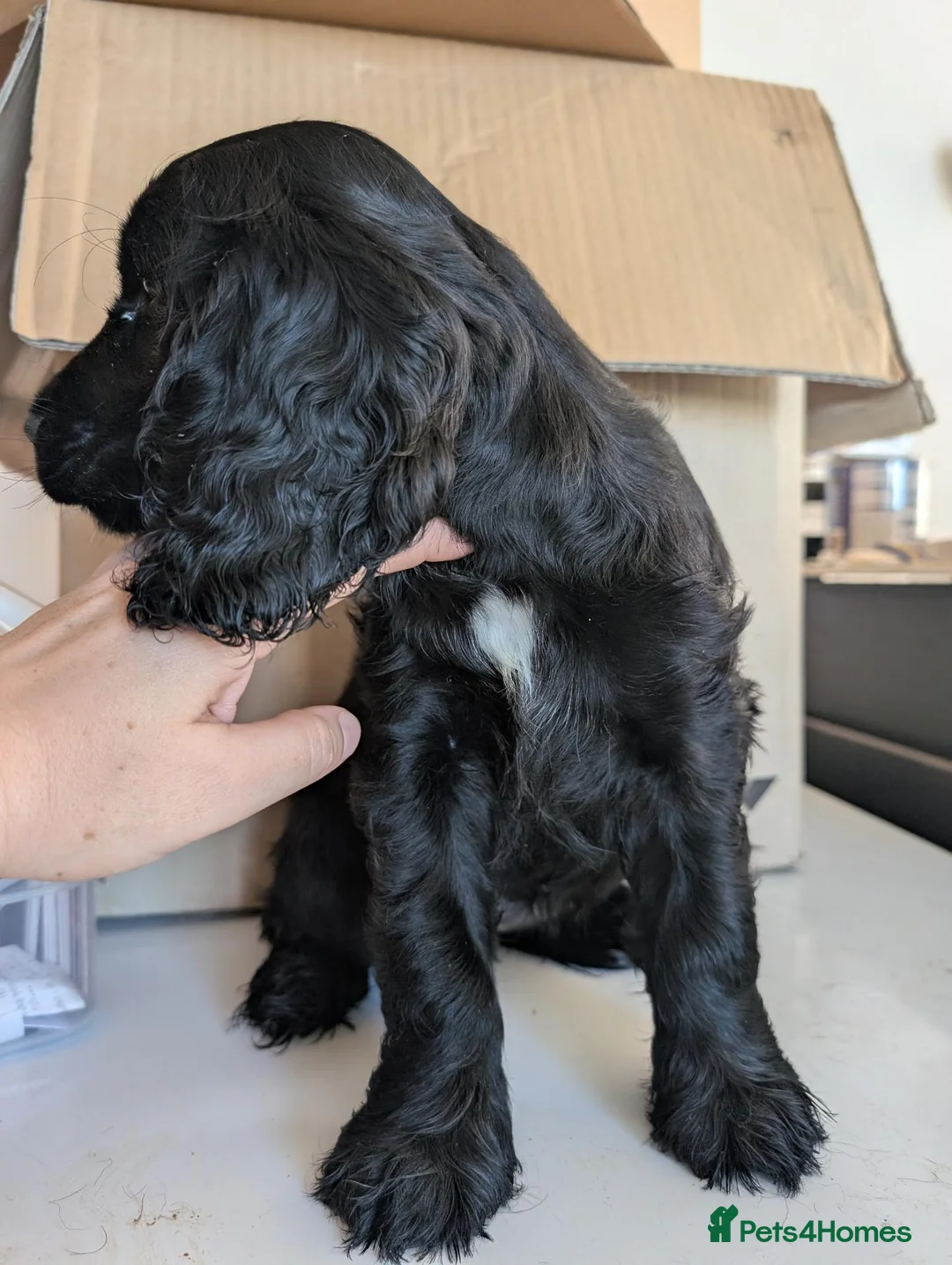 Cocker Spaniel dogs for sale: Last female show cocker spaniel black w/ white - Advert 2