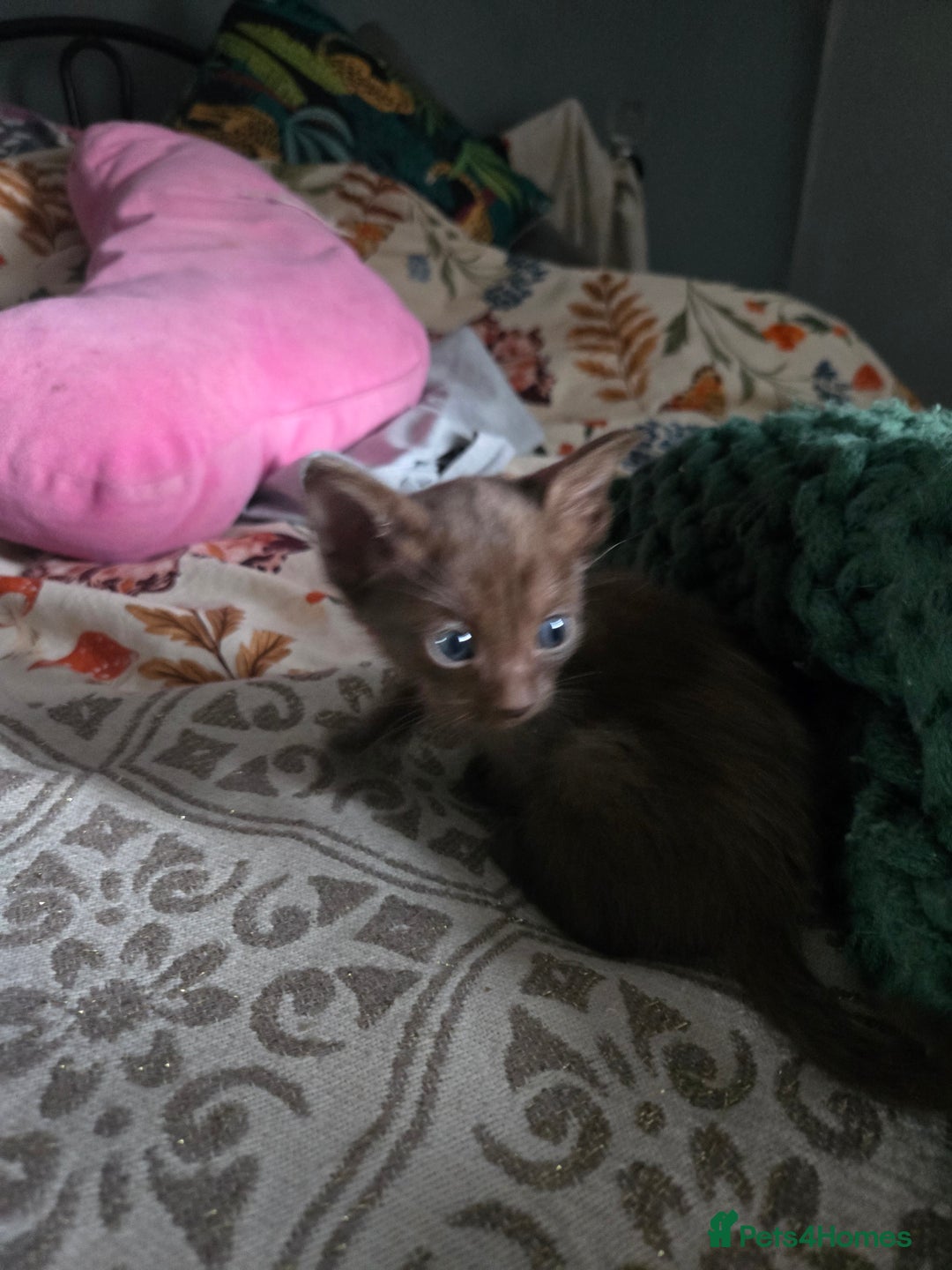 Siamese cats for sale: Only one c/point siamese little girl avaliable  - Advert 9