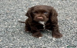 Cocker Spaniel dogs for sale: Stunning KC Reg Working Cocker Spaniels Pups  - Image 8