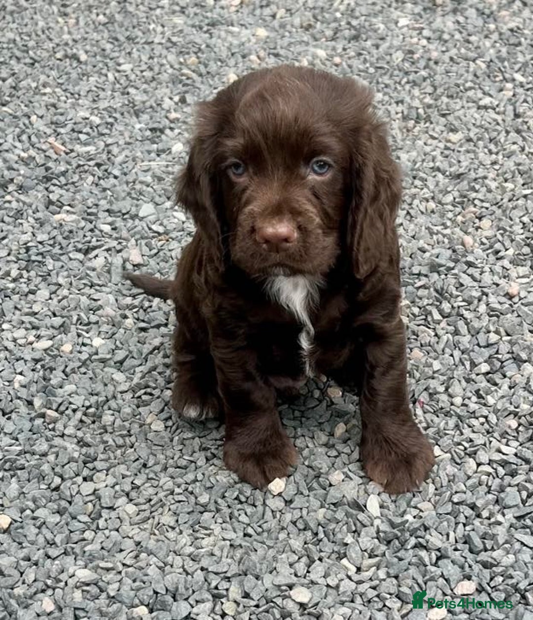 Cocker Spaniel dogs for sale: Stunning KC Reg Working Cocker Spaniels Pups  - Image 8