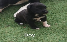 Borador dogs for sale: Beautiful litter of borador pups ready now - Image 5