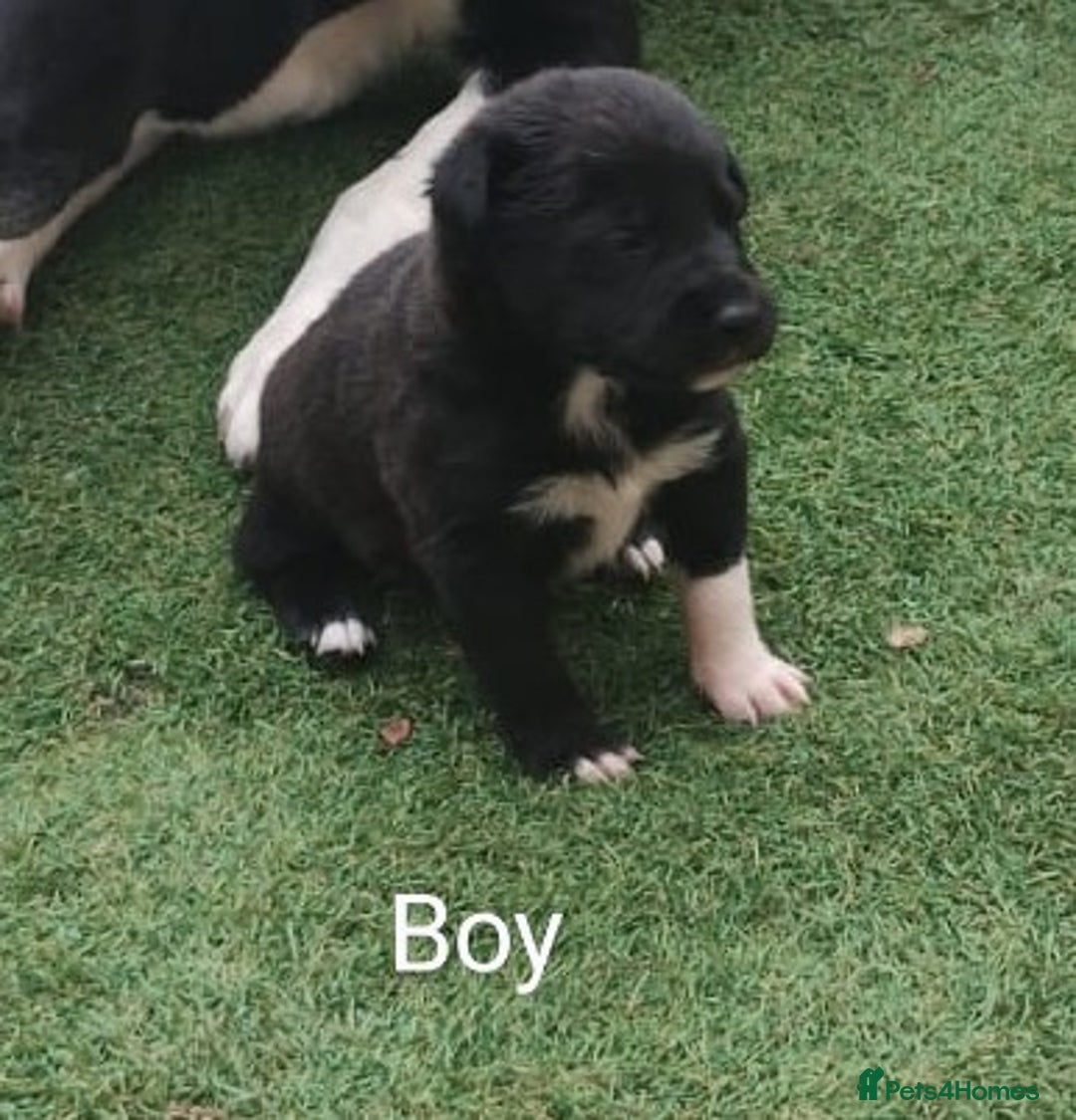 Borador dogs for sale: Beautiful litter of borador pups ready now - Image 5