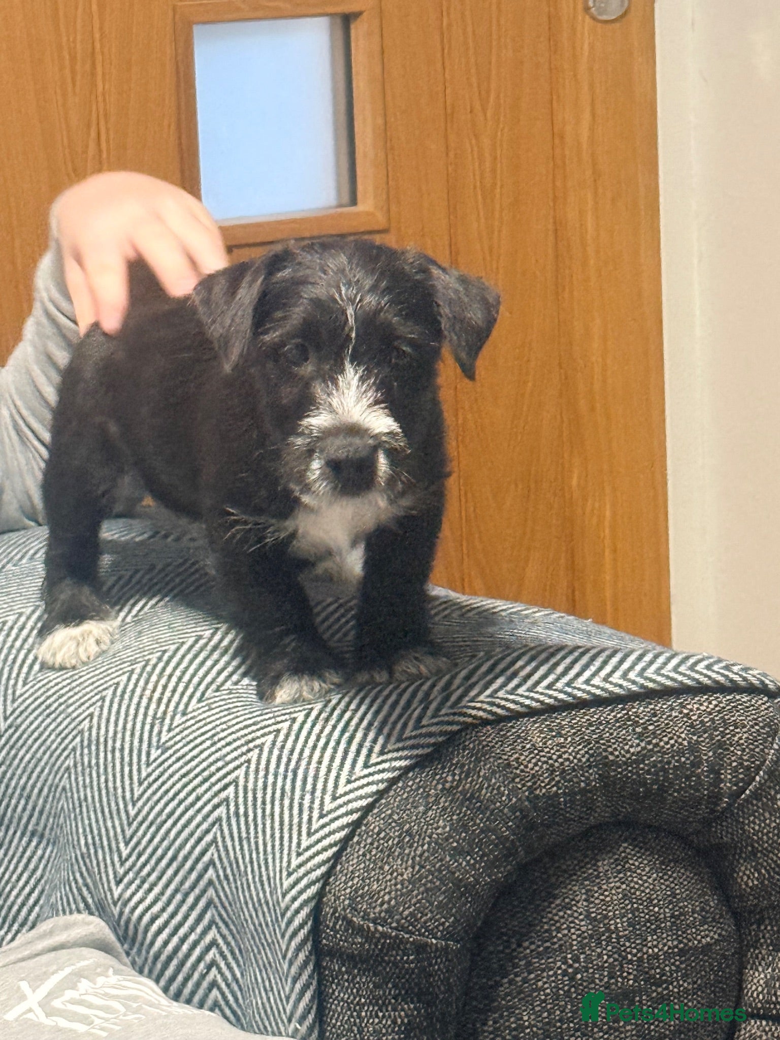 Mixed Breed dogs REDUCED to £750 JACKINORIPOOS - Advert 2