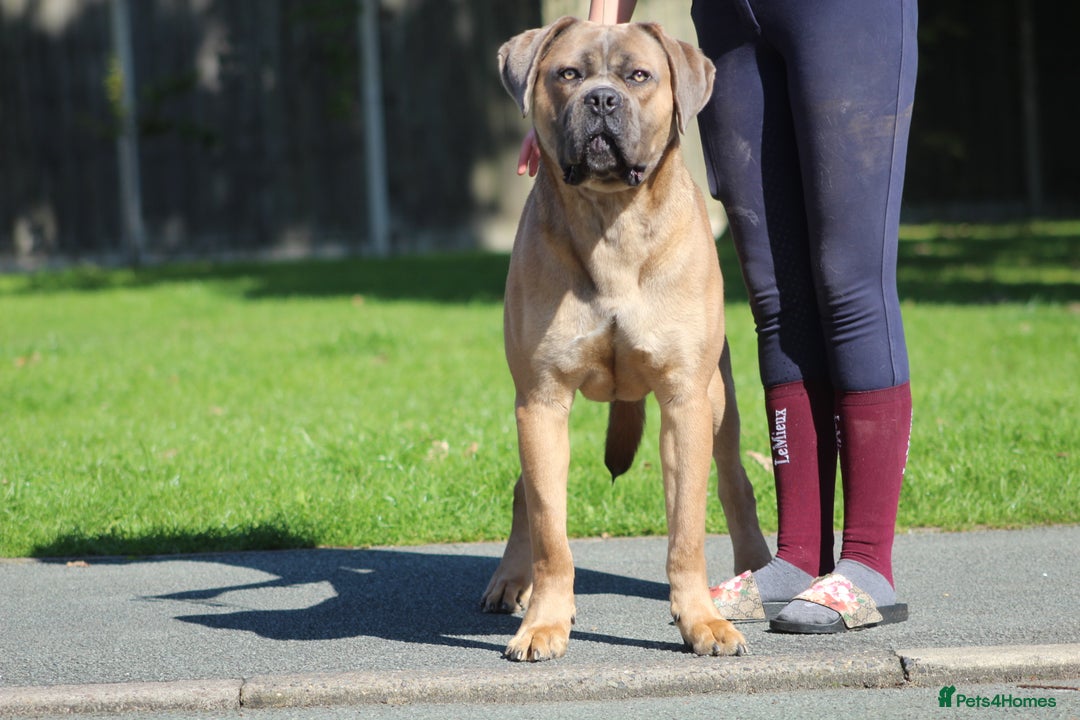 Cane Corso dogs for stud: 🧊 ANTIQUA FORTIS DA’VINCI OF PETRAANGELZ 🧊 - Image 12