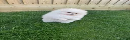 Pomeranian dogs for sale: Pomeranian  in Dover - Advert 6