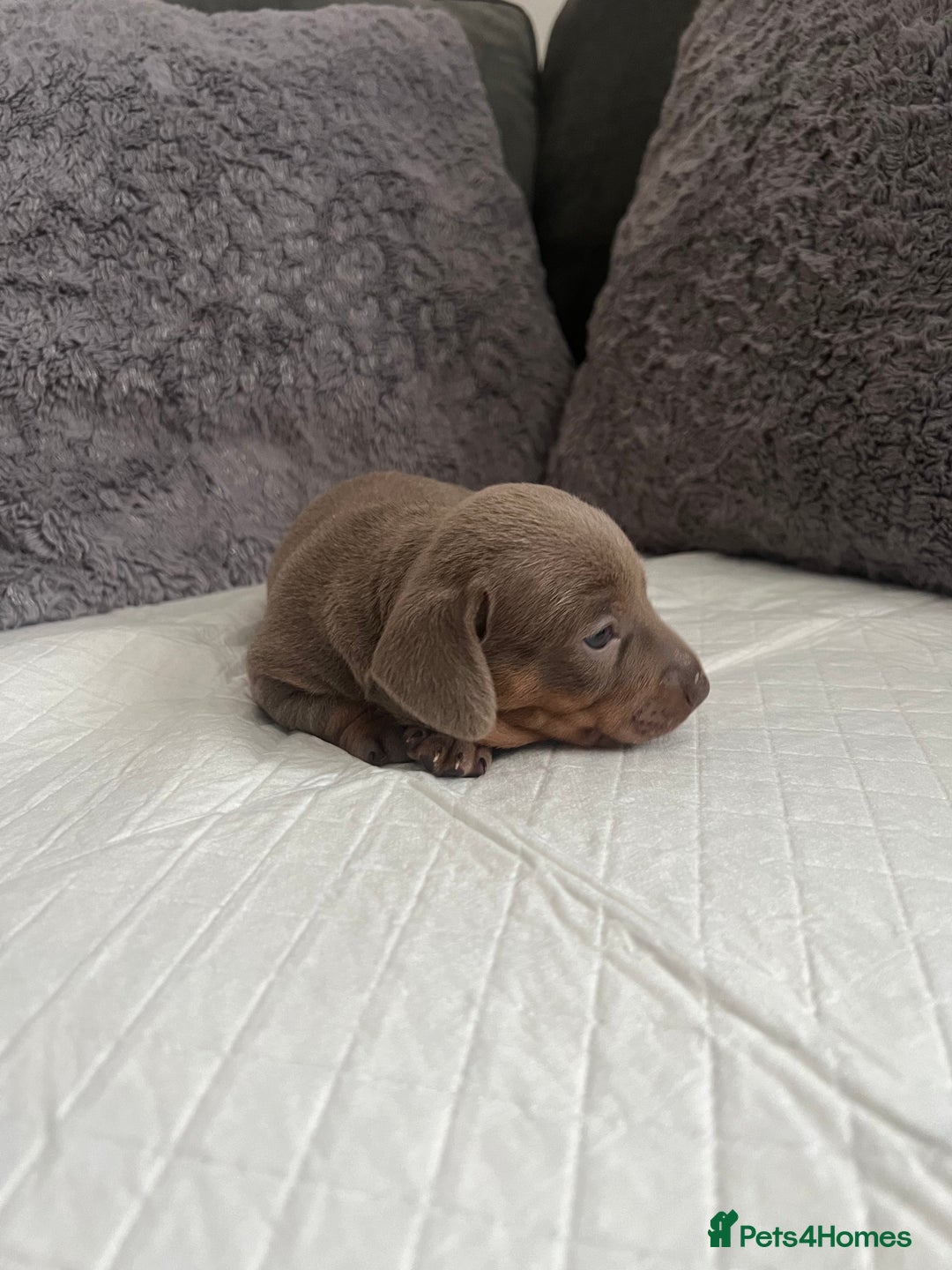 Miniature Dachshund dogs for sale: Miniature Dachshund Puppies  - Image 5