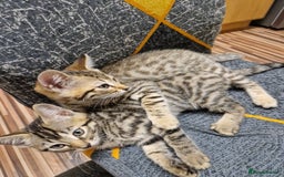Bengal cats for sale: Bengal girls - Image 5