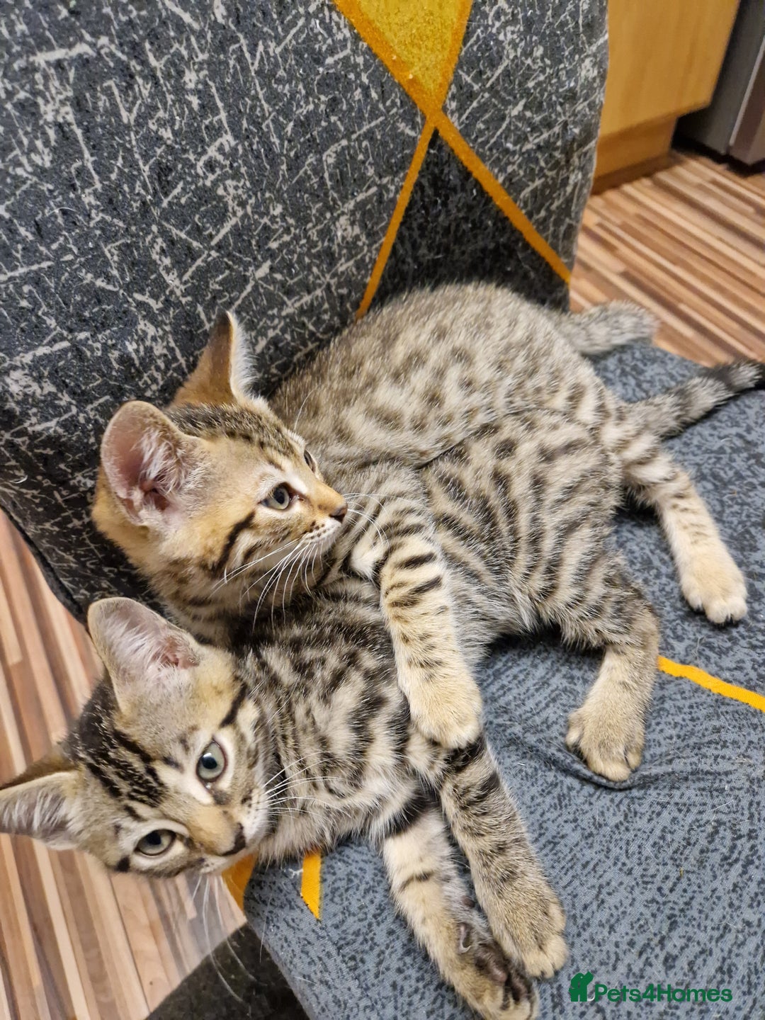 Bengal cats for sale: Bengal girls - Image 5