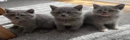 British Shorthair cats for sale: British Shorthair Kittens – Ready Now 🐾 - Advert 5