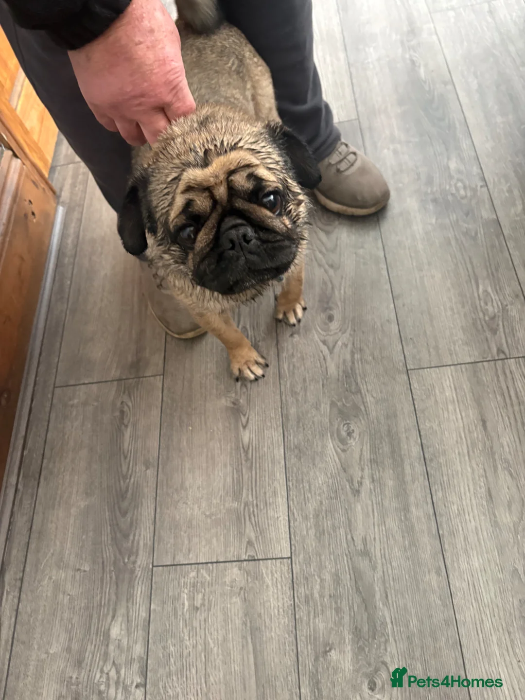 Pug dogs for sale: 3 year old pug for sale  in Pontefract - Advert 2