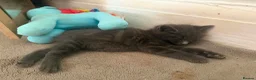 Russian Blue cats for sale: Russian blue kittens  - Advert 3