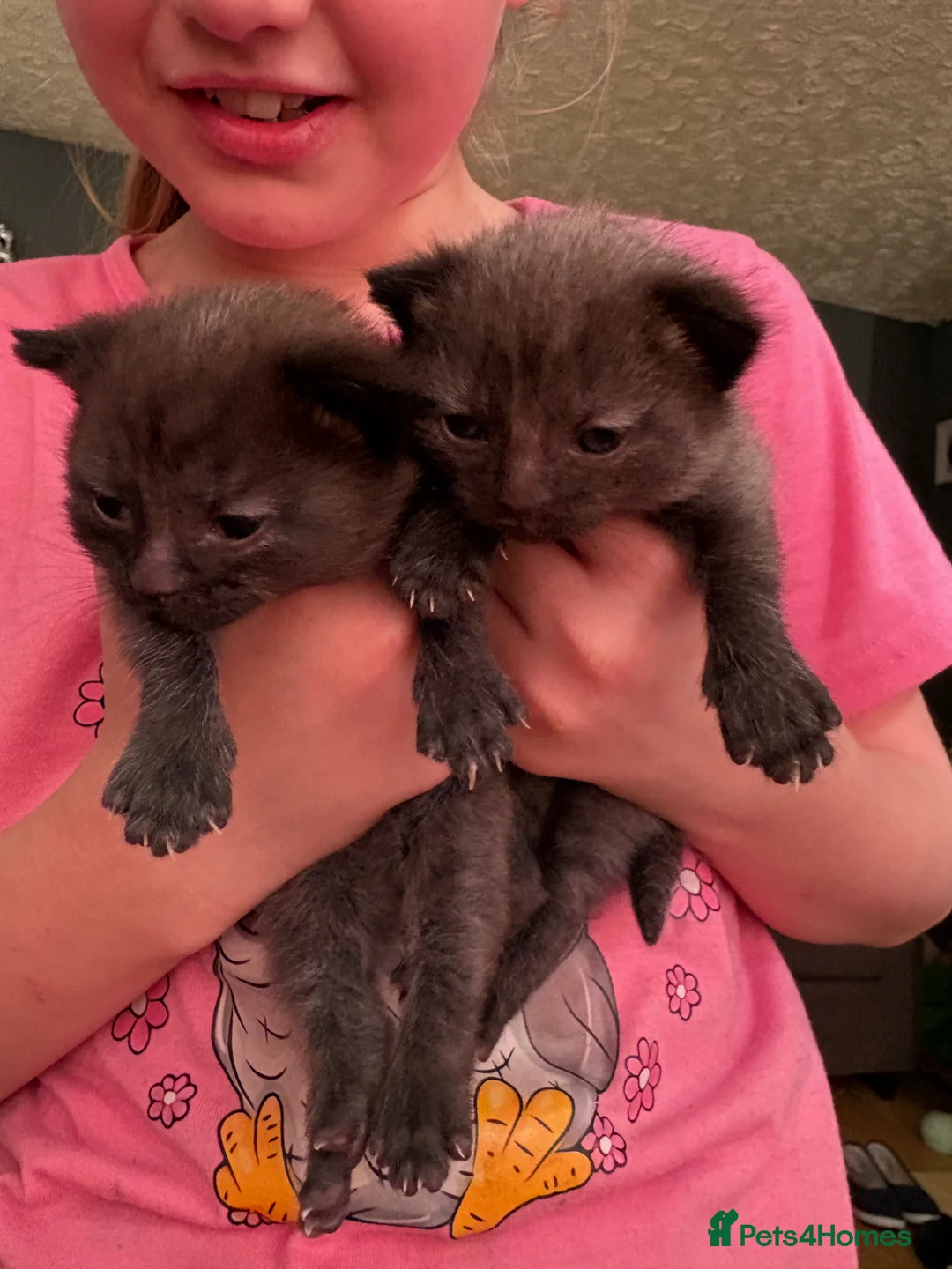 Mixed Breed cats for sale: Two male kitten  in Walsall - Advert 4