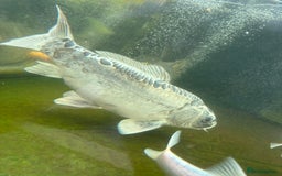 Other/Mixed Breed fish for sale: Koi carp, orphs, mirror carp - Image 19