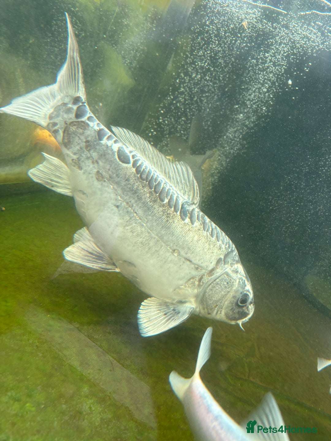 Other/Mixed Breed fish for sale: Koi carp, orphs, mirror carp - Image 19