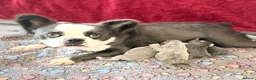 French Bulldog dogs for sale: Blue fluffy husky French bulldog  - Advert 2