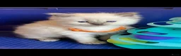 Ragdoll cats for sale: GCCF Сhampion Bloodline Ragdoll 5 GenPedigree 🏆🌟 - Advert 20