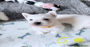 West Highland Terrier dogs - Advert 14