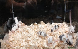 Mouse rodents for sale: Baby Female Fancy Pet Mice - Image 7