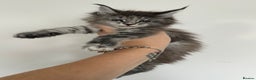 Maine Coon cats for sale: Tica registered maine coon kittens - Advert 1