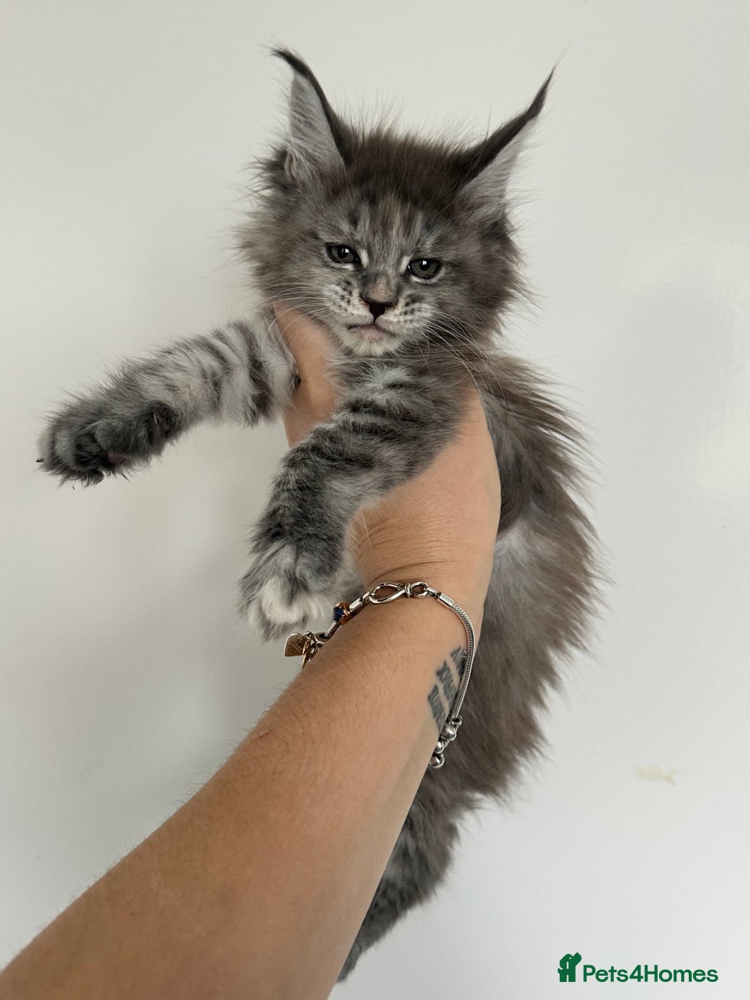 Maine Coon cats for sale: Tica registered maine coon kittens - Advert 1