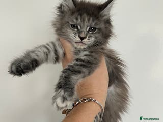 Maine Coon cats Tica registered maine coon kittens - Advert 1
