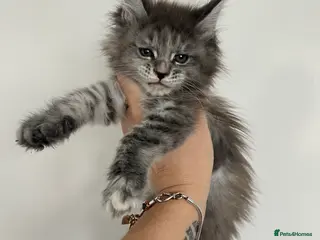 Maine Coon cats Tica registered maine coon kittens - Advert 17