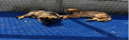 German Shepherd dogs for sale: German Shepard Pups For Sale - Advert 7