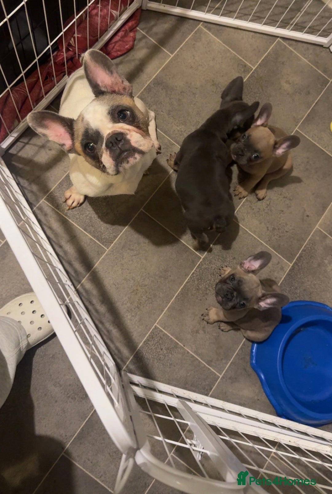 French Bulldog dogs for sale: French bulldog pup - Image 3