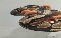 Python Snake reptiles for sale: Female Royal Python with 4ft VIvarium - Image 4