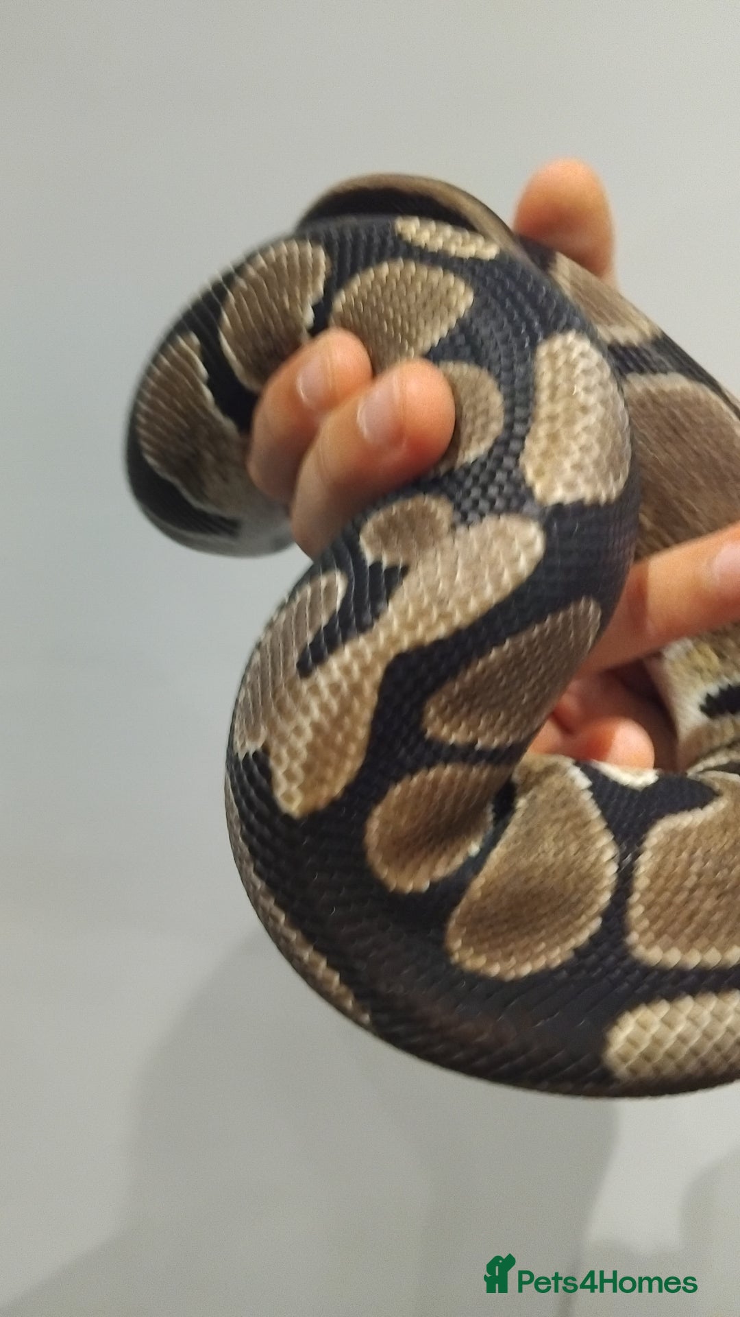 Python Snake reptiles for sale: Female Royal Python with 4ft VIvarium - Image 4