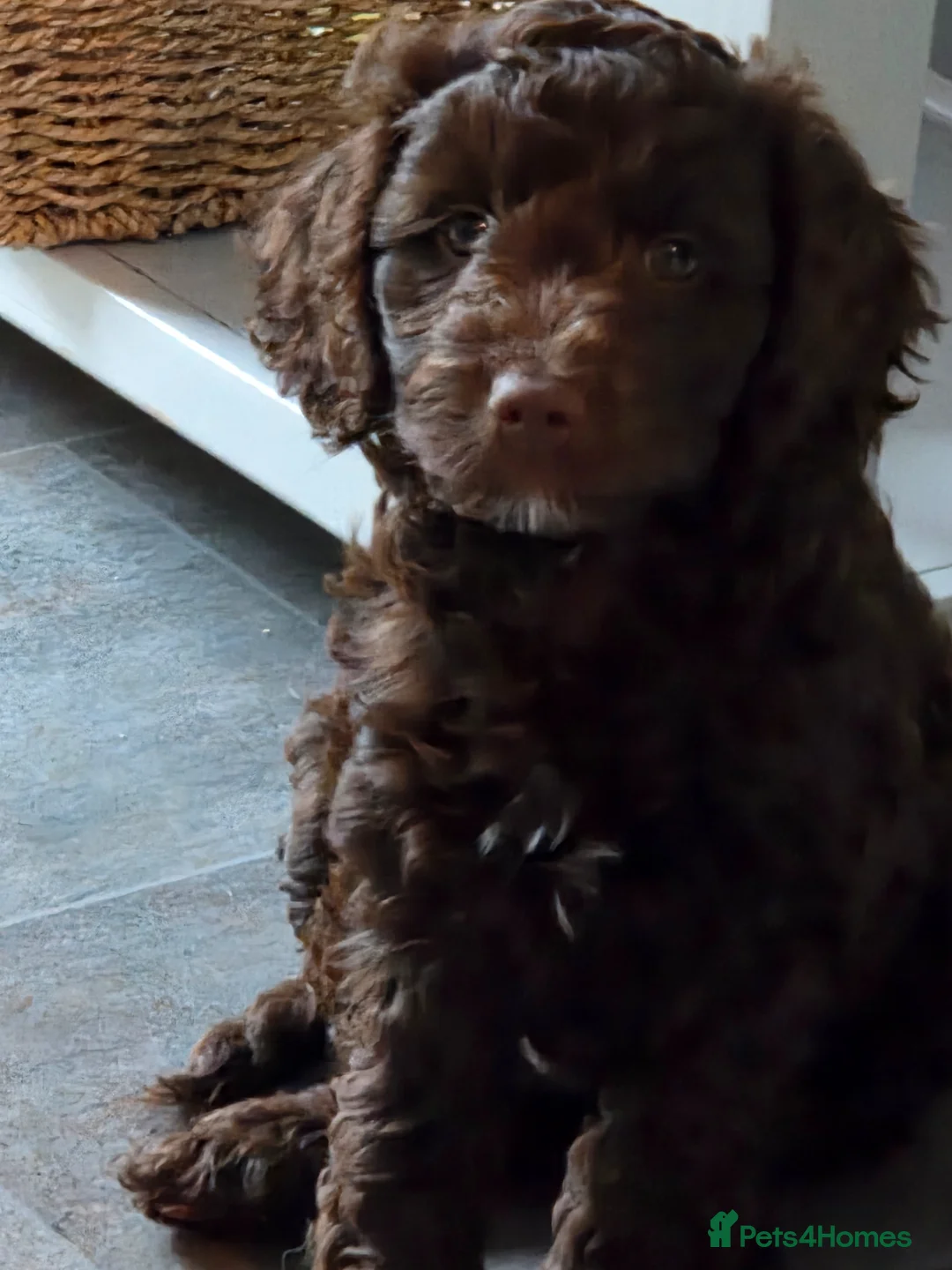 Cockapoo dogs for sale: Cockerpoo - Advert 2