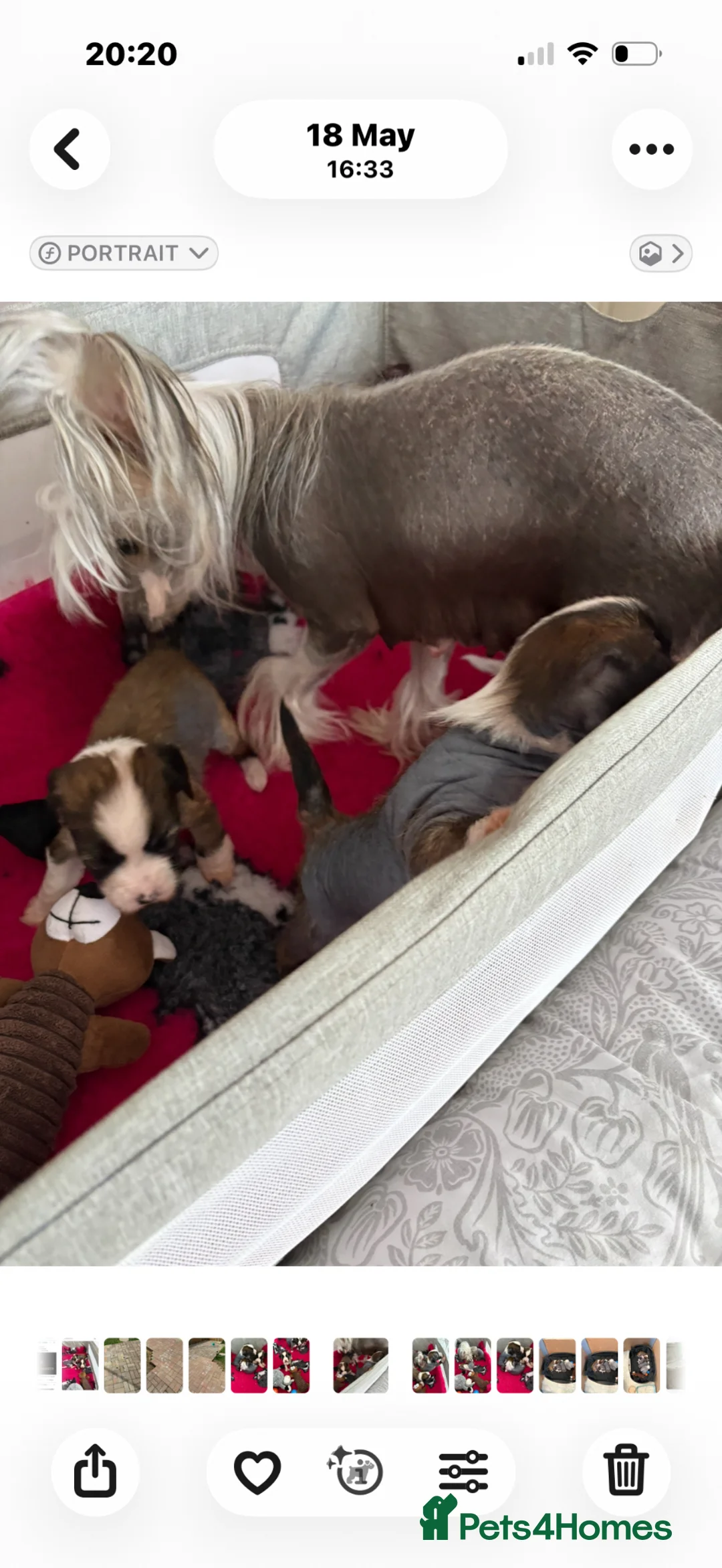 Chinese Crested dogs for sale: Kc reg Chinese crested in Great Yarmouth - Advert 2