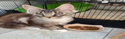Maine Coon cats for sale: Only 1 boy left in King's Lynn - Advert 3