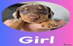 Miniature Dachshund dogs for sale: Miniature Dachshund Pups Looking for Loving Homes - Image 6